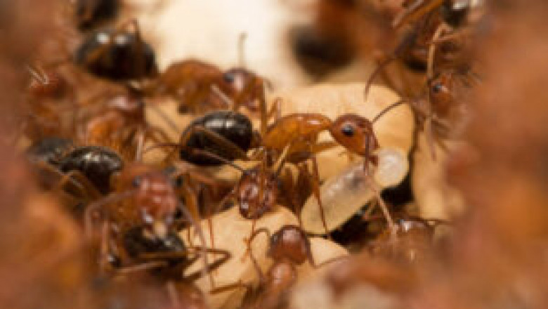 ant cleaning services