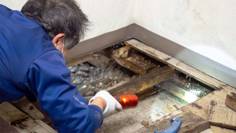 Black Mold Removal - Identifying Toxic Mold Symptoms Made Easy