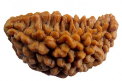 Buy Original Rudraksha Online