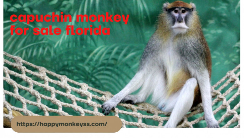 Capuchin monkey for sale Florida