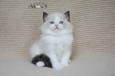 Ragdoll Breeders