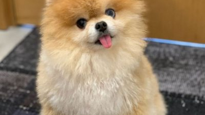 Care Guide for Pomeranian Puppies For Sale