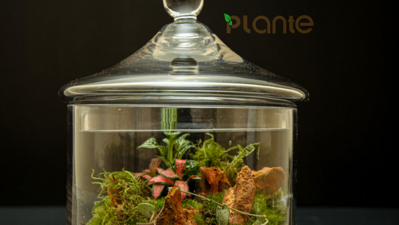 Closed Terrarium Dreams Plants Dubai