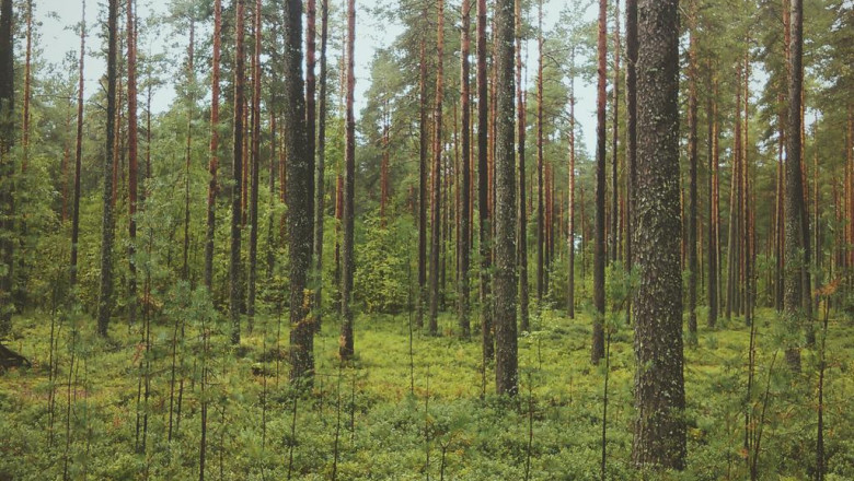 ppc clicks ppc traffic definition and review