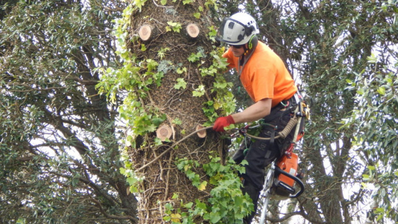 Specimen Treecare