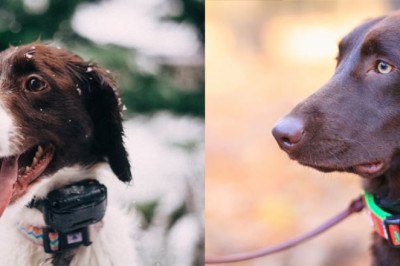 Top 7 Best GPS Dog Collars And Pet Activity Trackers