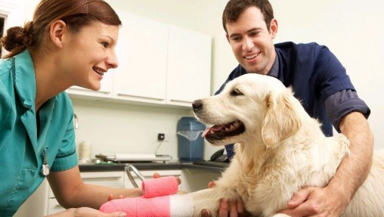 Pet Insurance Market by Industry Size, Vendor Landscape, Growth Rate, and forecast to 2026