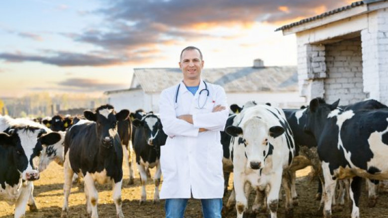 Why choosing the right equine recruitment agency is important
