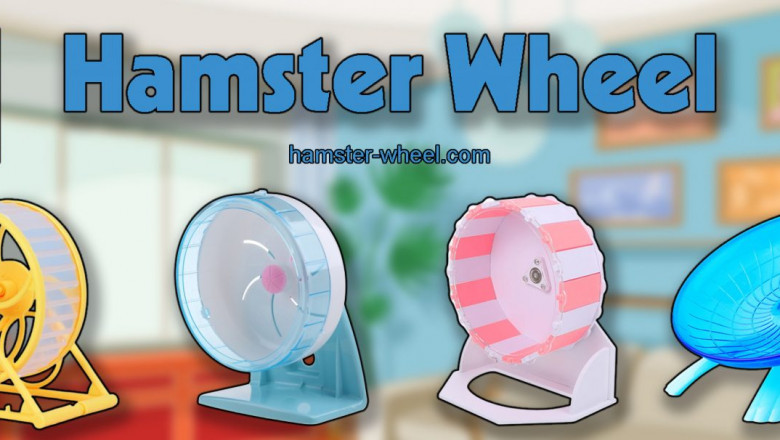 10 Best Hamster Wheels of 2022 - Audits and Top Picks