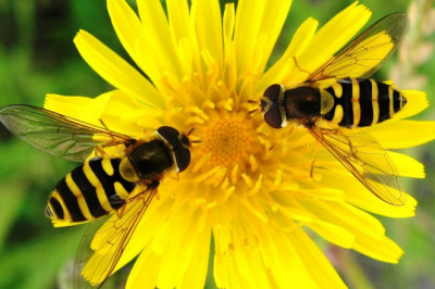 Beneficial Insects Market Report 2022-2028 | Industry Analysis By Top Key Players