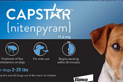 Effective Flea Treatment for Dogs & Puppies | Buy Capstar NOW