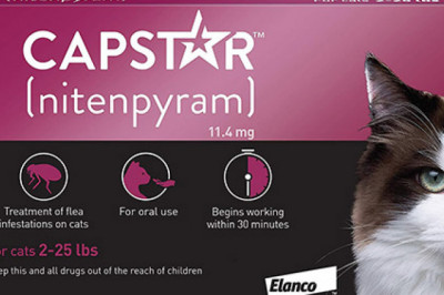 Flea Treatment for Cats & Kittens | Capstar Cats