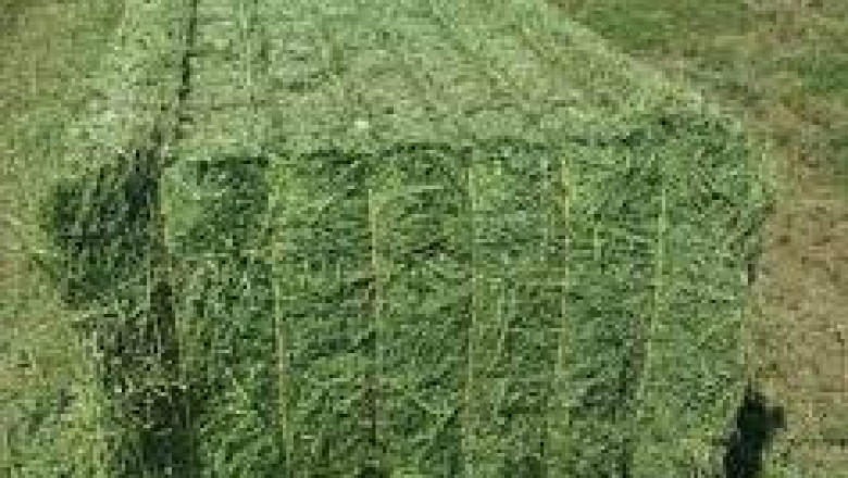 Global Alfalfa Hay Market Report, Latest Trends, Industry Opportunity & Forecast to 2028