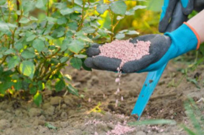 Phosphate Fertilizers Market In-depth Analysis of Share, Size and Future Opportunity till End of 2028