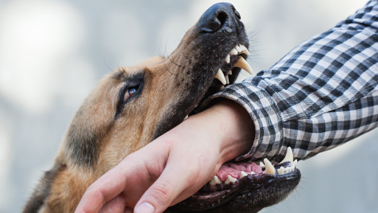 What to Do When a Dog Bites Your Child in New Jersey?