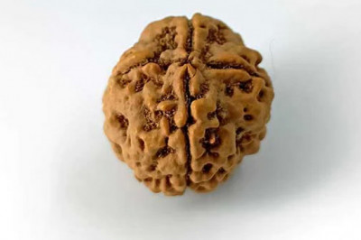 1-14 beads | Nepali rudraksha beads