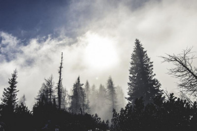 10 secrets about kala bradina phoremata you can learn from tv