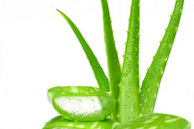 Aloe Extract Market Size, Share, Growth Opportunity & Global Forecast to 2028