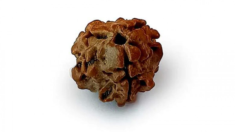 MahaRudraksha