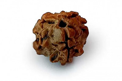 MahaRudraksha
