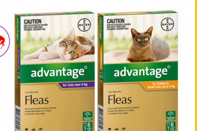 ADVANTAGE for Cats 6 Doses Monthly Flea Control