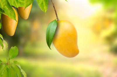 Mango: Health Benefits And Effects On Diabetes