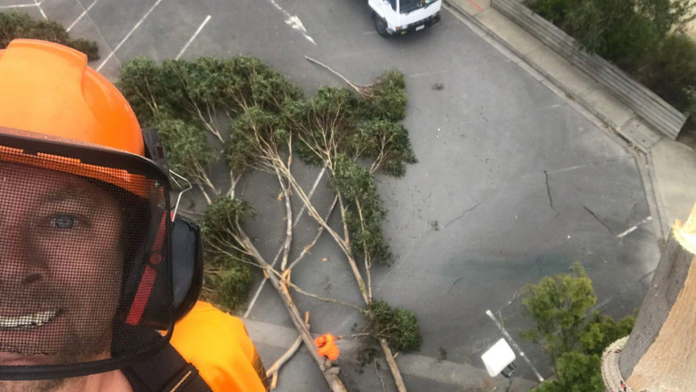 Take advantage of Your Home With the Help of Professional Trimming and Tree Elimination Provider