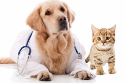 Animal Parasiticides Market Share, Revenue and Growth Analysis Report Till 2028 | Value Market Research