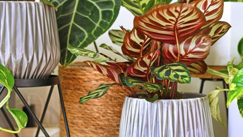 Indoor Plant Market : Things to Focus on to Ensure Growth Prospects by 2031