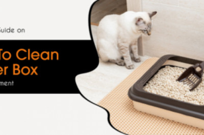 A No-Fluff Guide on How To Clean a Litter Box in an Apartment
