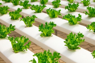 In Hydroponics, Plants Are Grown Without Soil By Employing Mineral Fertiliser Solutions In Sand