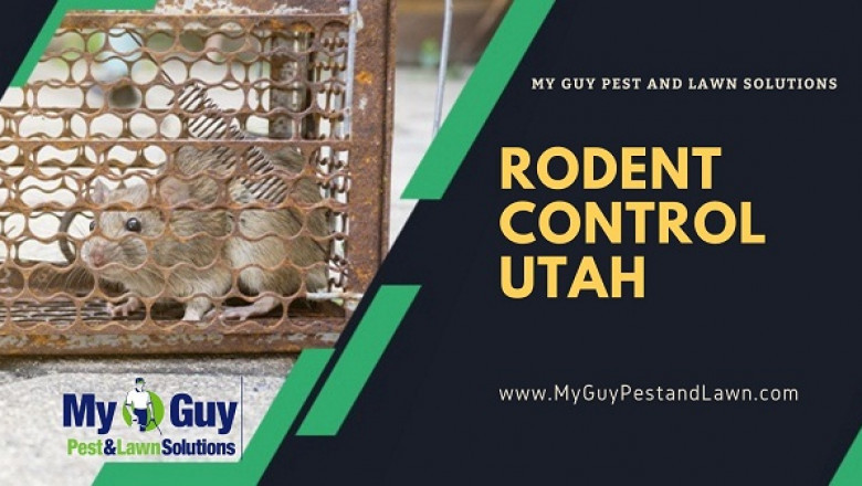 Key advantages of hiring a professional Spider Control Utah