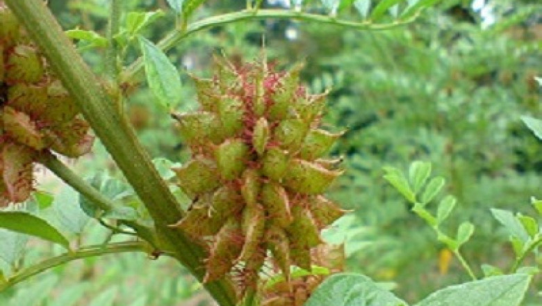 Organic Liquorice Roots Herb Supplier (Glycyrrhiza glabra Herb)