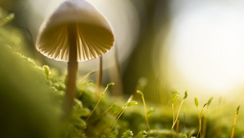 the best human hair wigs for women