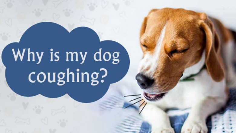 Why Is My Dog Coughing?