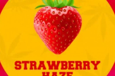 Why It's Important to Use Feminized Seeds