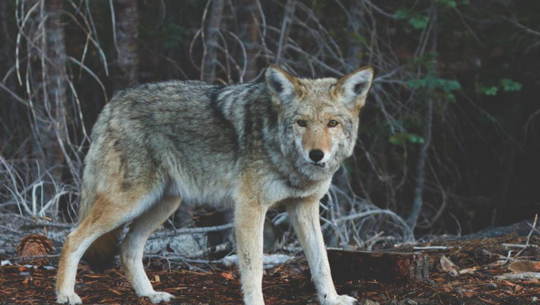 10 pinterest accounts to follow about apophraxeis koropi