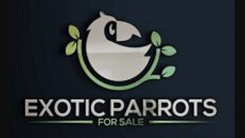 African Parrots - The African Grey