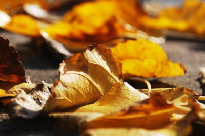 will forex cashback profit calculator ever rule the world