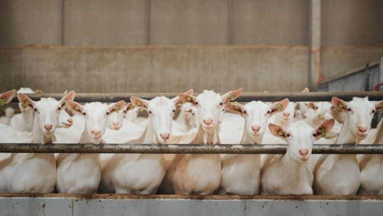 Goat Milk Market Expected to Expand at a Steady 2022-2030