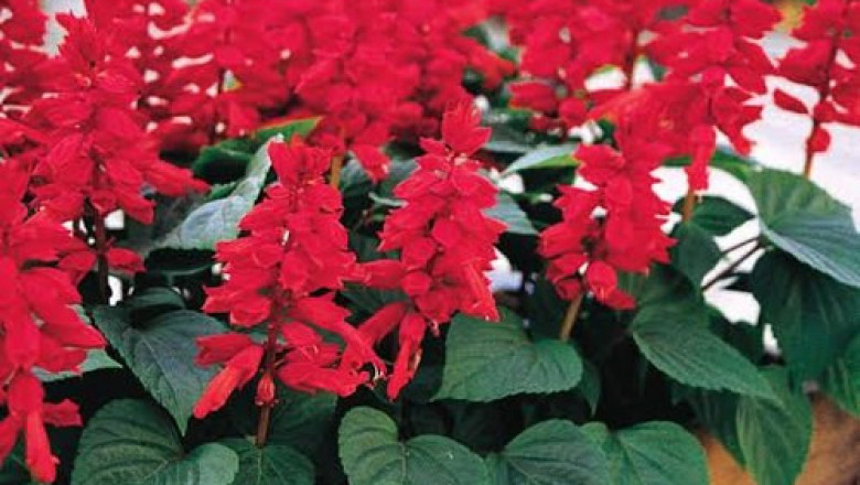 Salvia Market 2022 Size, Key Players & Forecast Report to 2028