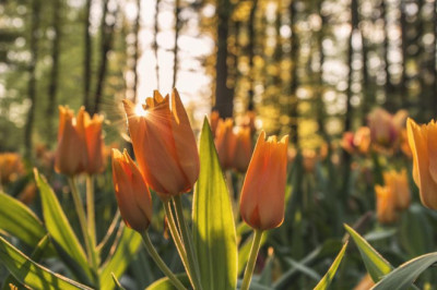 15 tips about odoo erp from industry experts