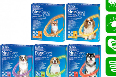 NEXGARD SPECTRA for Dogs Flea Worm Treatment 3 Chews