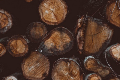 What is Cedar Wood and its Uses?