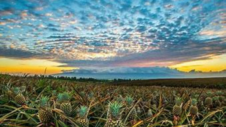 Agritourism Market Competitive Landscape and its Industry Growth Prospect By 2028