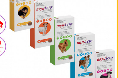 BRAVECTO Chewable 1 Dose Tick and Flea Prevention for Dogs
