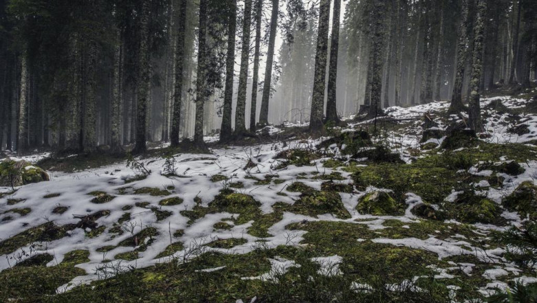 eliminating pet hair effectively 5 reasons an air purifier ideal