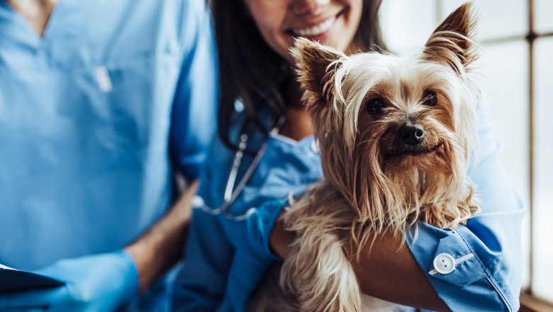 Careers For Vets | Animal Health Careers | Noble Futures