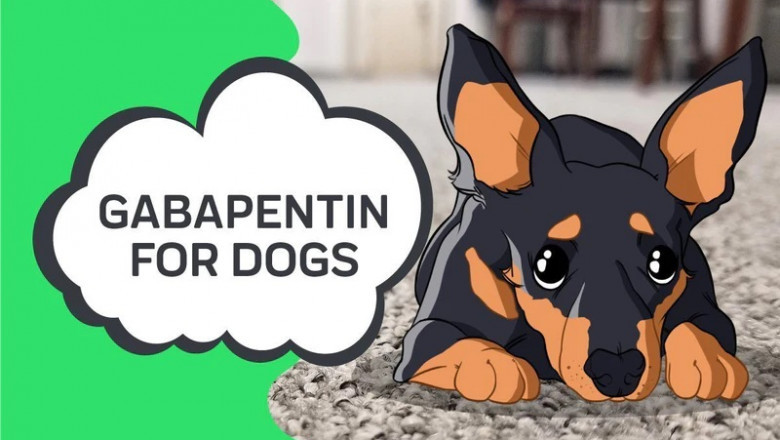 How does gabapentin treat Dogs?