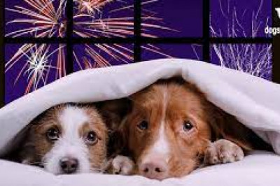 Easing Your Family Dog Out of Noise Phobias